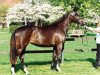 dressage horse Miss Germany vom Krotenbach (Trakehner, 2009, from Irdenkreis)