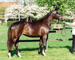 Dressurpferd Miss Germany vom Krotenbach (Trakehner, 2009, von Irdenkreis)