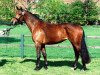 broodmare Kara Mia (Trakehner, 2009, from Cadeau)