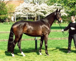 broodmare Goldina 49 (Trakehner, 2009, from Hirtentanz 2)