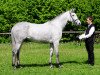 broodmare Isabeau AA 24 (Arabian thoroughbred, 2006, from Marek AA)