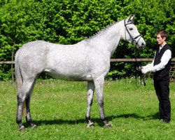 broodmare Isabeau AA 24 (Arabian thoroughbred, 2006, from Marek AA)