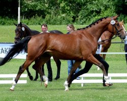 dressage horse Greetje (Trakehner, 2010, from Goldschmidt)