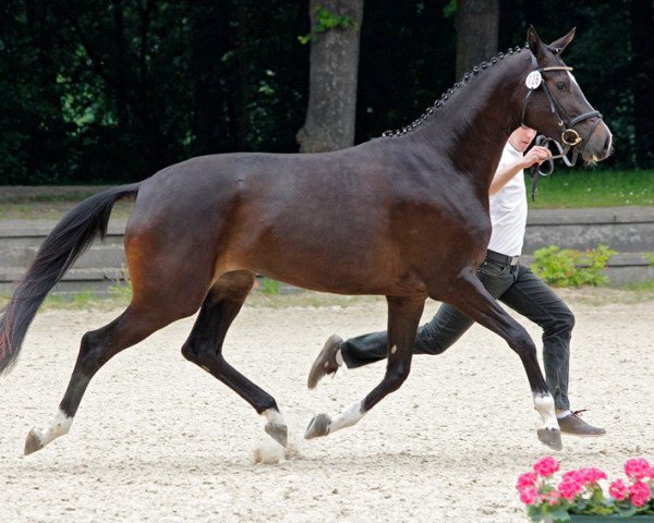 broodmare Linstersage (Trakehner, 2010, from Songline)