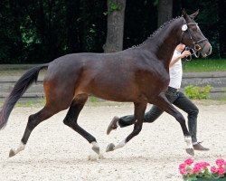 Zuchtstute Linstersage (Trakehner, 2010, von Songline)