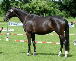 dressage horse Kaszia (Trakehner, 2010, from Lord Luciano 2)