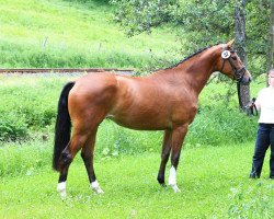 broodmare Donauflocke (Trakehner, 2010, from Rheinklang)