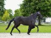 broodmare Black Pearl 56 (Trakehner, 2009, from Herzglanz)