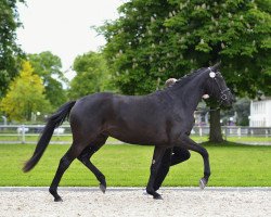 broodmare Black Pearl 56 (Trakehner, 2009, from Herzglanz)