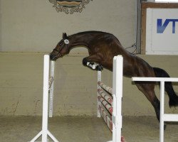 broodmare Overgirl (Trakehner, 2010, from Pricolino)