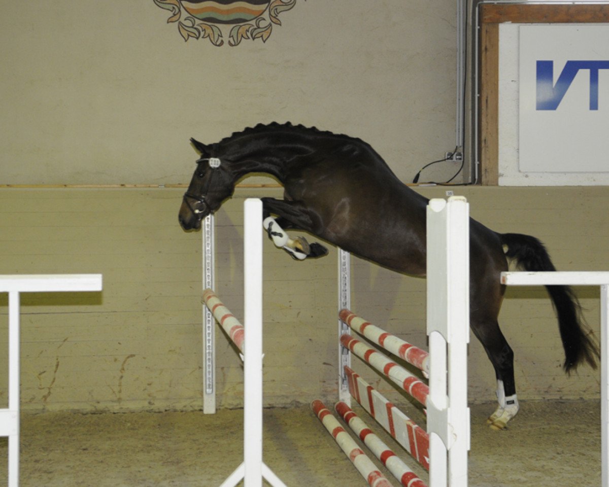 broodmare Kendra (Trakehner, 2009, from Freudenfest)