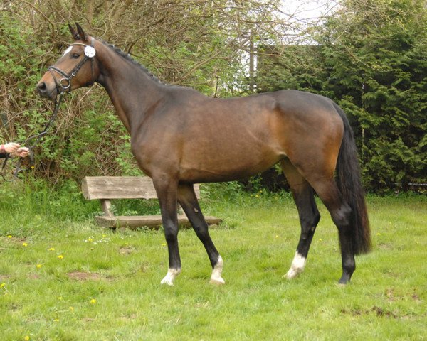 broodmare Ildika (Trakehner, 2010, from Hohenstein I)