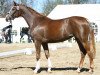 broodmare N-Joy (Trakehner, 2010, from Perechlest)