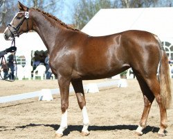 broodmare N-Joy (Trakehner, 2010, from Perechlest)