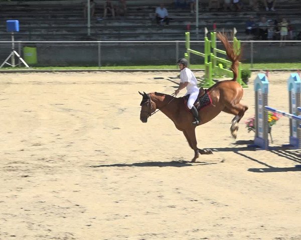 Reitturnier Schaffhausen 2019