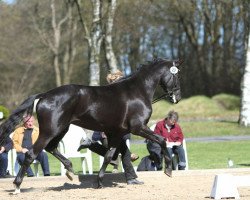 broodmare Winterliebe (Trakehner, 2010, from Ovaro)