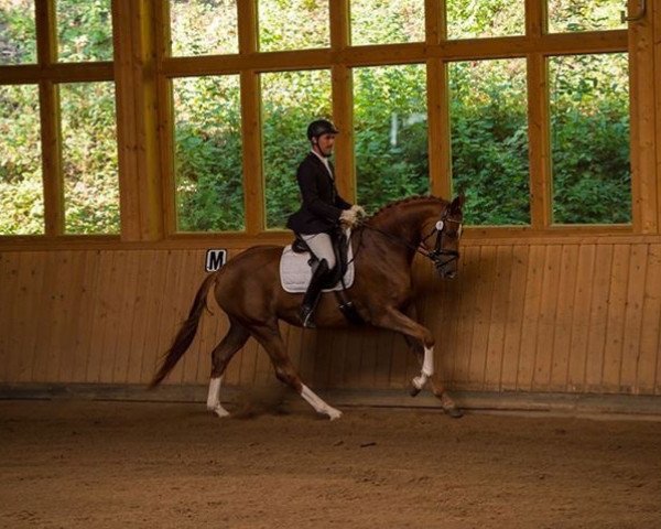 dressage horse Gladness 12 (Trakehner, 2013, from All Inclusive)