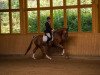 dressage horse Gladness 12 (Trakehner, 2013, from All Inclusive)