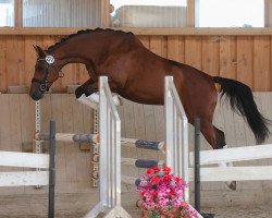 dressage horse Insolia (Trakehner, 2009, from Oliver Twist)