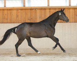 Springpferd Polarfee (Trakehner, 2011, von Cadeau)