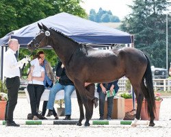 dressage horse Guinivere (Trakehner, 2011, from Münchhausen)