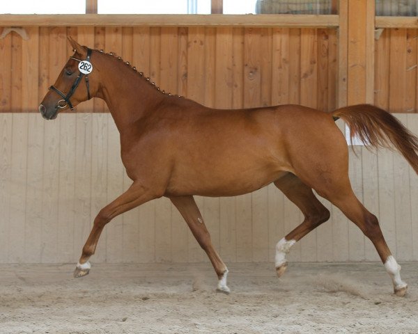 broodmare Orofina 6 (Trakehner, 2011, from Connery)