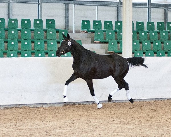 dressage horse Raissa (Trakehner, 2011, from Hamilton)