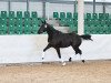 dressage horse Raissa (Trakehner, 2011, from Hamilton)