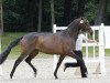 Dressurpferd Golden Tulip (Trakehner, 2011, von Kentucky)