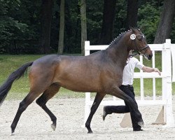 dressage horse Golden Tulip (Trakehner, 2011, from Kentucky)