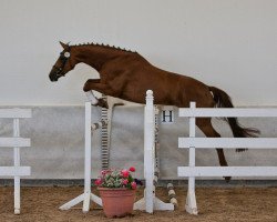 broodmare Ulektra (Trakehner, 2010, from Fandsy AA)