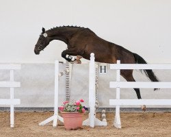 broodmare Uthopa (Trakehner, 2011, from Sidney Bay)