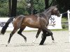 broodmare My Joy 6 (Trakehner, 2010, from Prince Patmos)