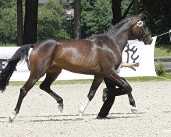 broodmare My Joy 6 (Trakehner, 2010, from Prince Patmos)