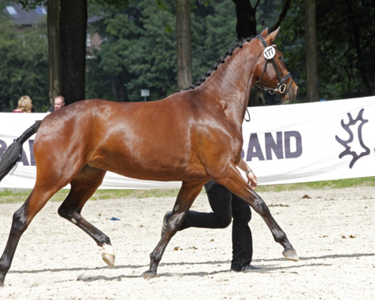 Zuchtstute Tahiti 11 (Trakehner, 2011, von Monteverdi)