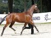 broodmare Tahiti 11 (Trakehner, 2011, from Monteverdi)