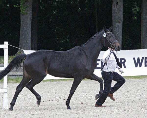 Pferd Honey Honey (Trakehner, 2011, von Artistic-Rock)