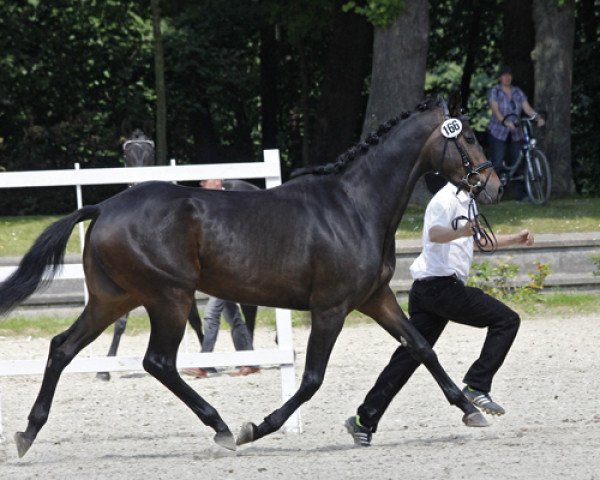 Zuchtstute Imagyne (Trakehner, 2011, von Elfado)