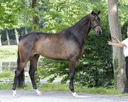 broodmare Evora (Trakehner, 2011, from Insterburg TSF)