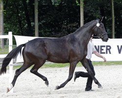 broodmare Sasuela (Trakehner, 2011, from Oliver Twist)