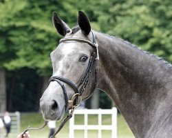 broodmare Sinope 2 (Trakehner, 2011, from Lions-Club)