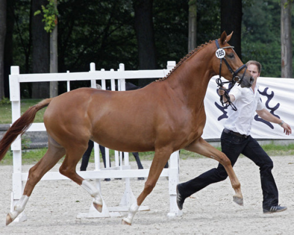 broodmare Diadem (Trakehner, 2011, from Donaustolz)