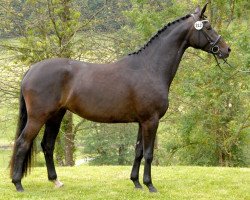 broodmare Rose Marie (Trakehner, 2011, from Kentucky)