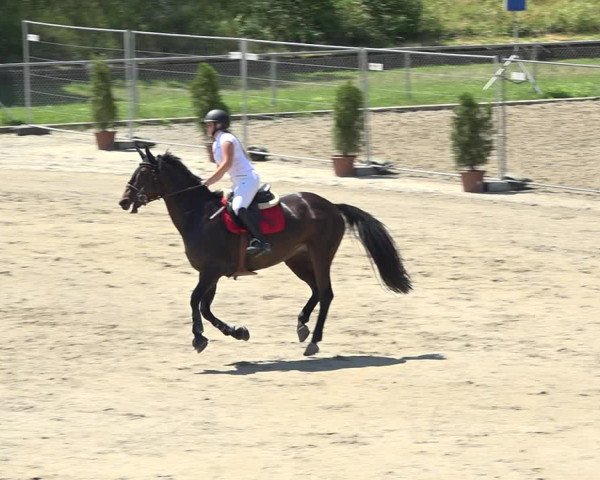 Reitturnier Schaffhausen 2019