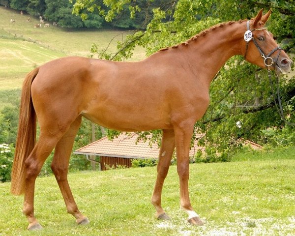 Zuchtstute Pecunia (Trakehner, 2011, von Zauberfürst)