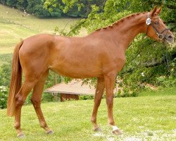 broodmare Pecunia (Trakehner, 2011, from Zauberfürst)