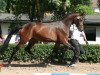 broodmare La Prada (Trakehner, 2011, from Le Rouge 7)