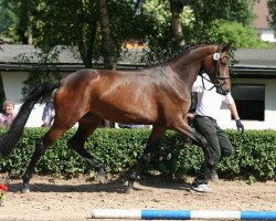 broodmare La Prada (Trakehner, 2011, from Le Rouge 7)