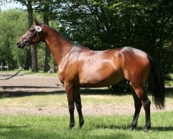 broodmare Christrose vom Klosterhof (Trakehner, 2011, from Abendtanz)