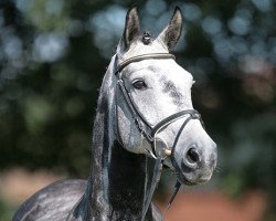 broodmare Really Diamond (Oldenburg, 1999, from Royal Diamond)